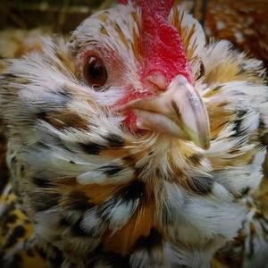 Meet your Posher, Holly